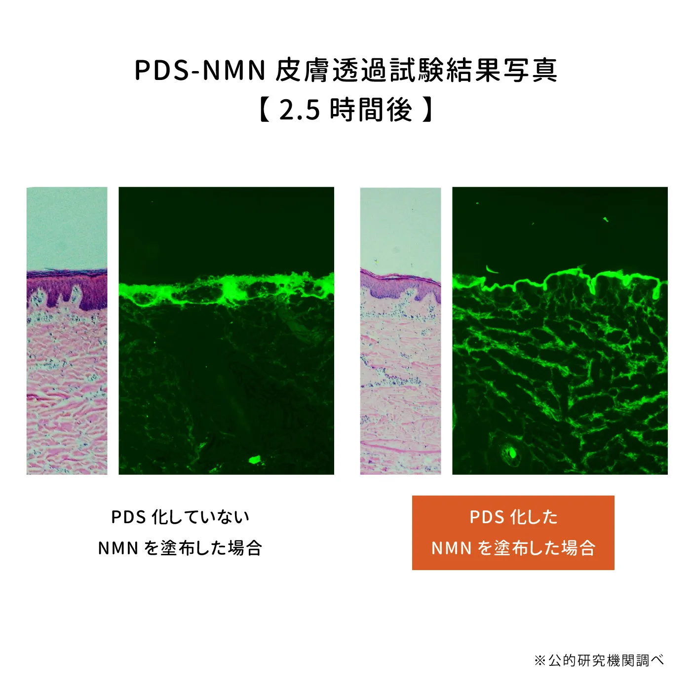 PDS-NMN 皮膚透過試験結果写真【2.5時間後】